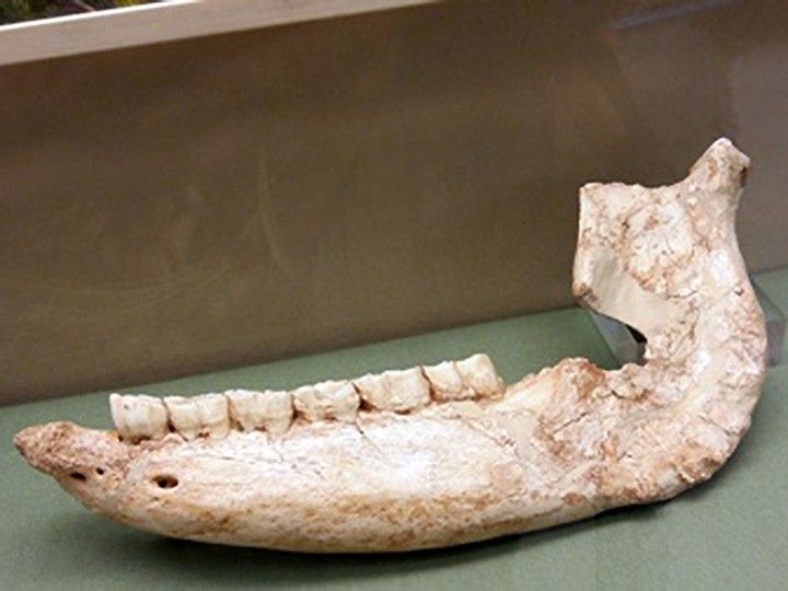 Fósil del rinoceronte Etrusco de Atapuerca, ‘Pieza del Mes’ en el Museo de Burgos