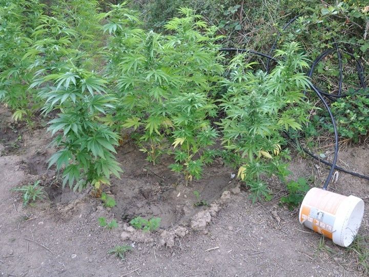 Guardia Civil desmantela dos plantaciones de marihuana localizadas en Treviño