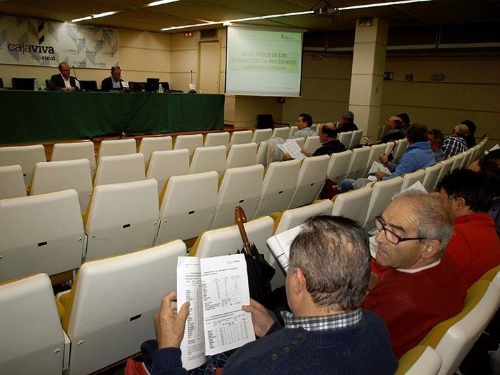 El cambio de raza en la roya amarilla del trigo preocupa al ITACyL