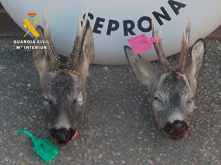 Sorprenden a un cazador con dos cabezas de corzo con precintos irregulares