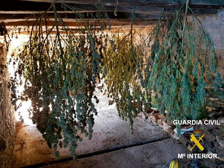 Detenido en Las Merindades el propietario de un cultivo de marihuana