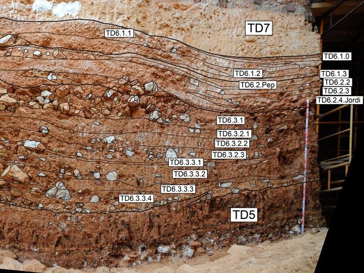 El nivel geológico de Homo antecessor muestra todos sus secretos