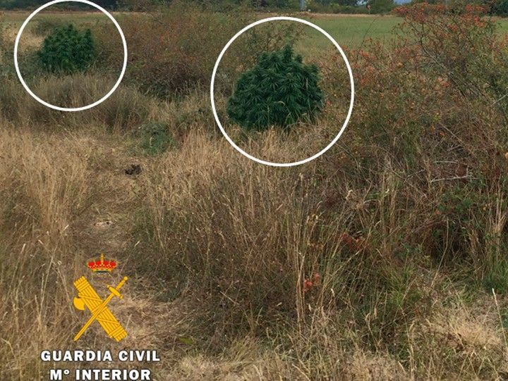 Detenido por cultivar marihuana en un paraje al aire libre en Las Merindades