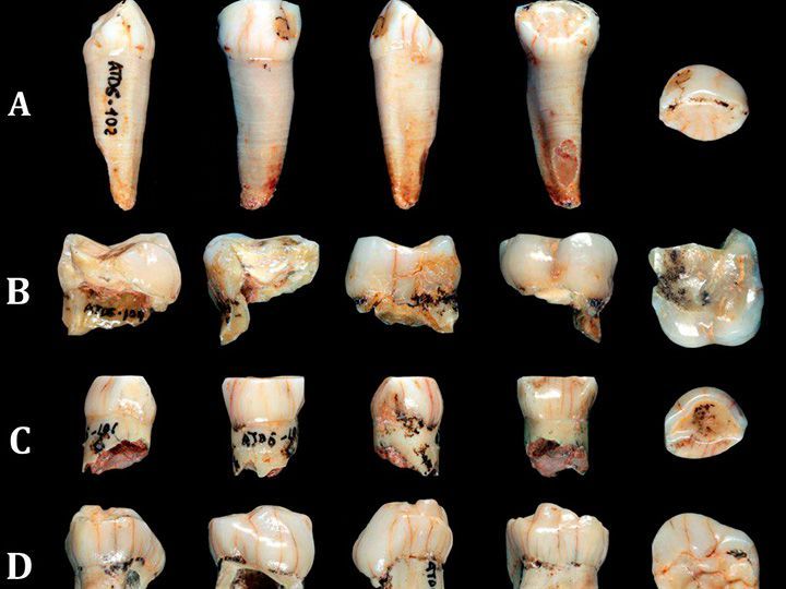 Un estudio confirma la combinación de rasgos primitivos y modernos en Homo antecessor