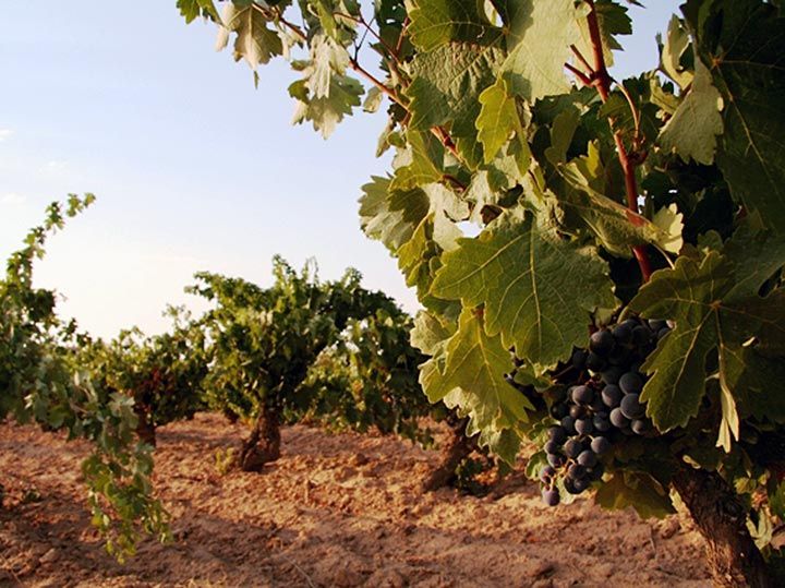 La Ruta del Vino Ribera del Duero incrementa un 28,8% sus visitas en 2016