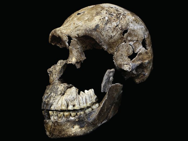 Primeras dataciones de la nueva especie ‘Homo naledi’