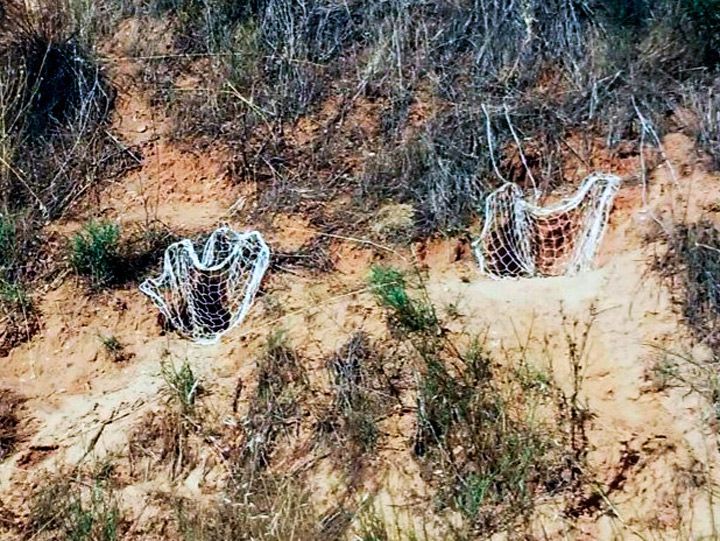 Denunciado un cazador por cazar en época de veda y con redes prohibidas