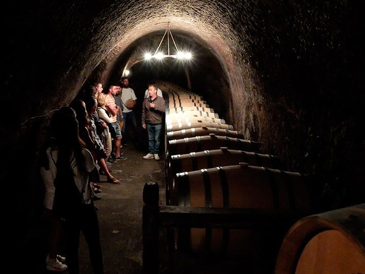 Los “sonorámicos” cierran el festival recorriendo las bodegas de la Ribera del Duero