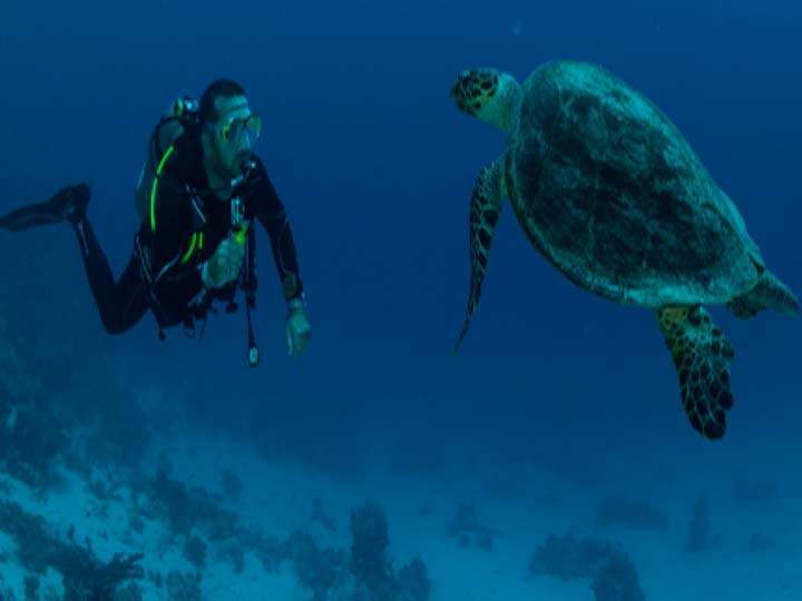 El Delfín Club expone ‘Azul, 15 años  de fotografía subacuática’