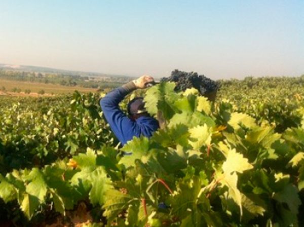 La Ribera del Duero ya lleva 45,7 millones de kilos vendimiados