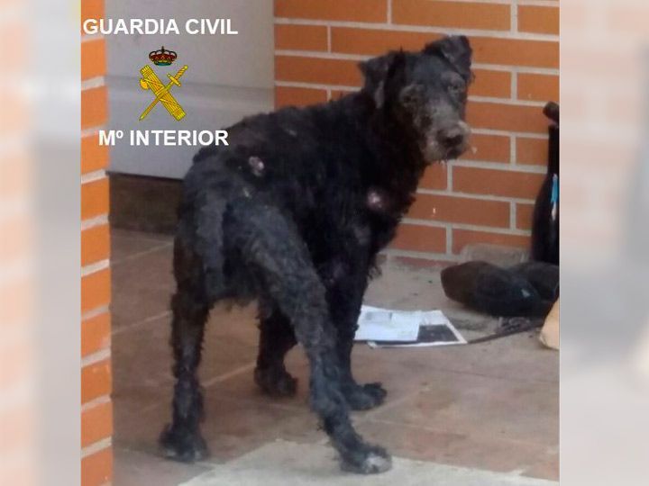 Imputado un hombre en La Ribera por maltrato a animales domésticos