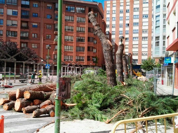 El PCAS denuncia la tala de árboles maduros en la plaza Nuestra Señora de Belén