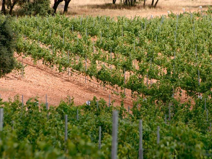 Arlanza espera fruto sano, de buena calidad pero en menor cantidad