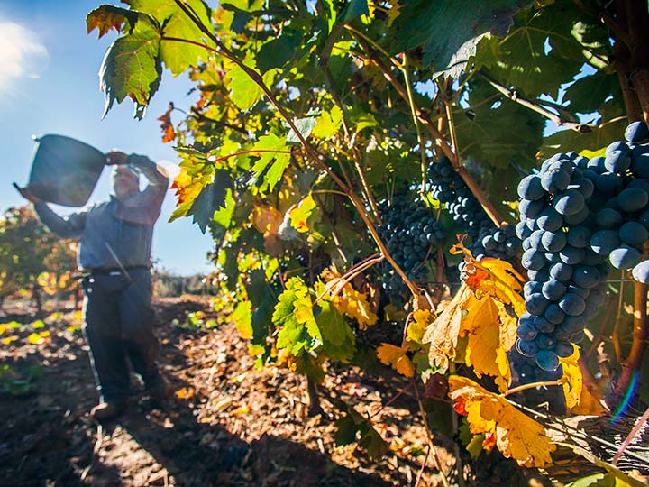 La Ruta del Vino Ribera del Duero propone atractivas experiencias de vendimia