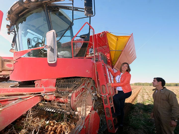 La interprofesional de la patata sigue en punto muerto con solo un 33% de adscritos