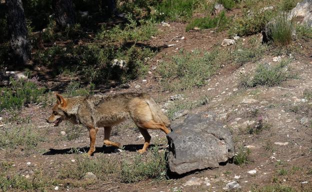 El incremento de ataques del lobo en Ávila el pasado año preocupa a la Junta