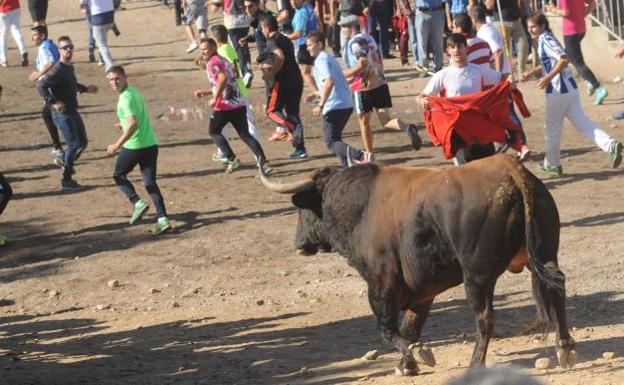 Ocho heridos, uno de ellos por una cornada, en el encierro del Toro de la Vega en Tordesillas