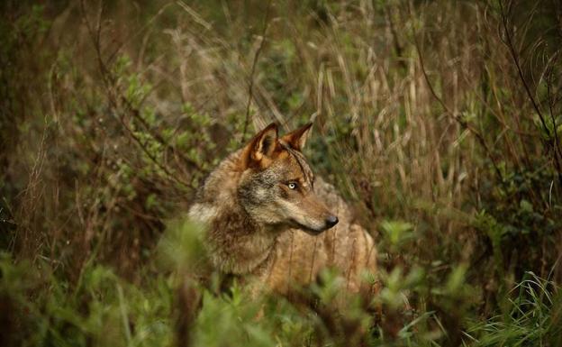 El lobo ibérico: de intocable a perseguido