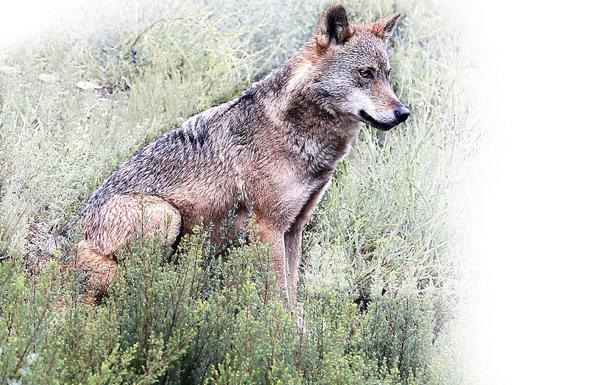 Expertos europeos abordan el problema del lobo al sur del Duero