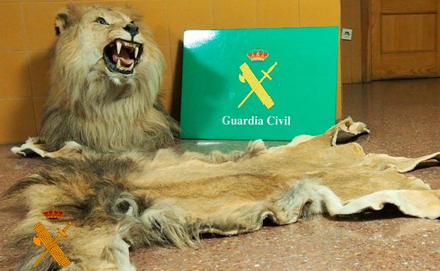 La Guardia Civil interviene una cabeza naturalizada de león y su piel