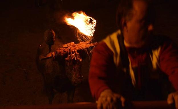 Los animalistas piden a la Junta que sea «valiente» y suspenda el Toro Jubilo de Medinaceli