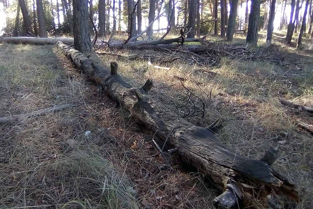 PCAS exige intervenir en el pinar de la Cartuja, que está «asilvestrado»