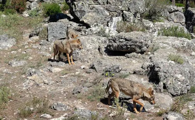 Orina de lobo para evitar que la fauna cruce la Nacional 631 en Zamora