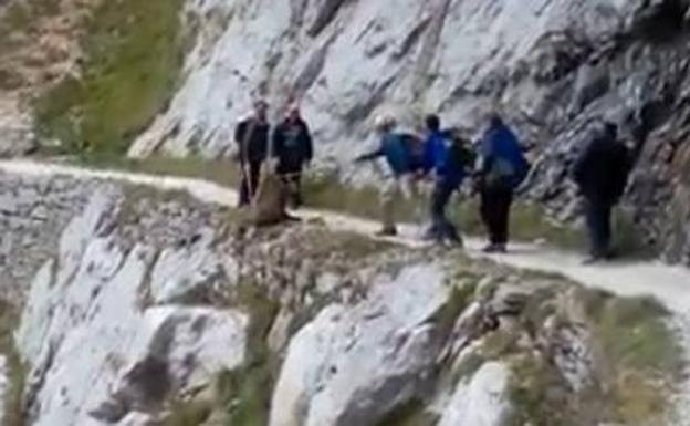 La Guardia Civil investiga a los excursionistas que despeñaron a un jabalí en la Ruta del Cares