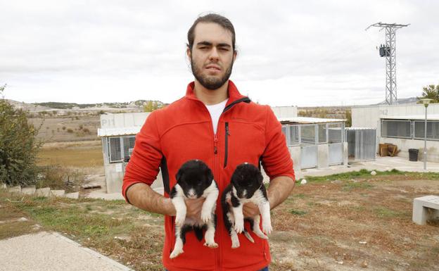 Dos cachorros supervivientes, recogidos de la basura, esperan una familia