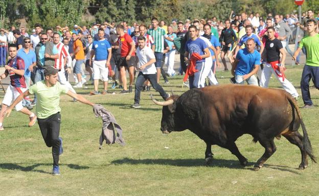 Una asociación animalista denuncia el «encierro ilegal» del Toro de la Vega