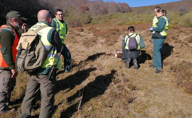 Los conservacionistas piden que se prohíban las batidas de jabalí en la Montaña Palentina