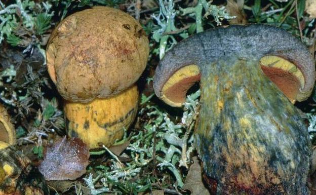 Descubren en Palencia cinco nuevas especies de boletus