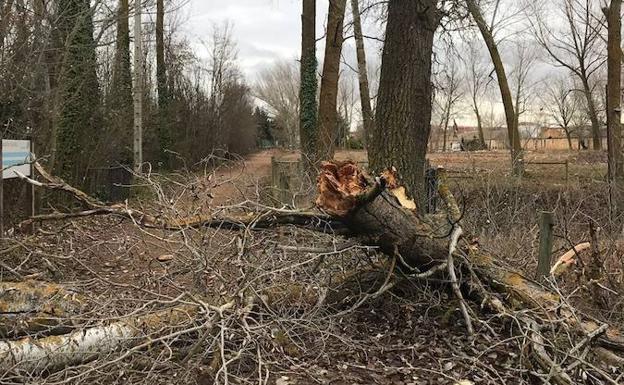 El viento arranca las ramas de los árboles del Canal de Castilla