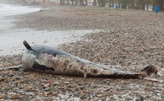 Las olas arrastran una ballena calderón muerta en una playa de Murcia