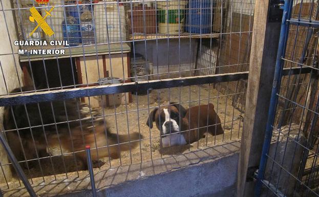Destapada una residencia canina clandestina en La Ribera