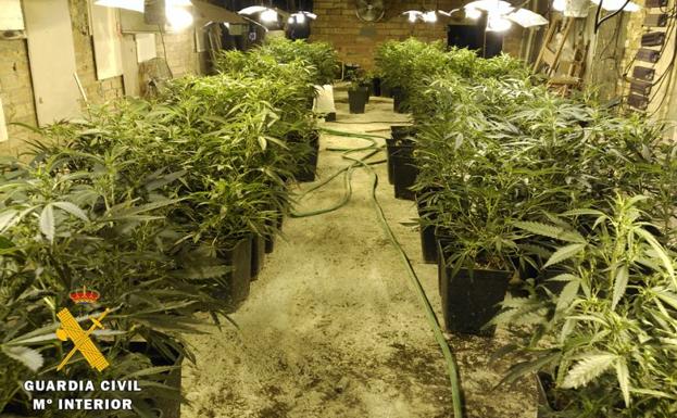 La Guardia Civil interviene 155 plantas de marihuana en Las Merindades