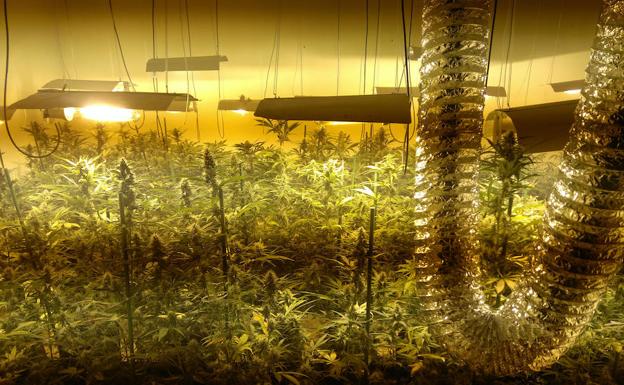 La Guardia Civil desmonta una plantación de marihuana en el interior de una nave industrial