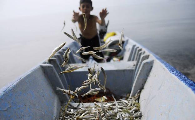 Los niños que comen pescado todas las semanas tienen más cociente intelectual