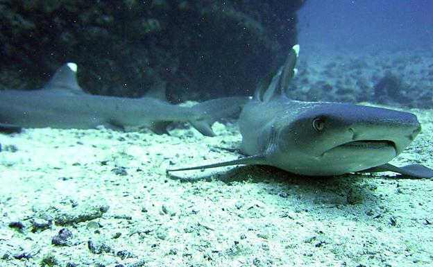 El declive de población de tiburones puede cambiar la fisonomía de los peces