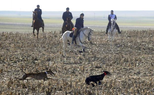 Castilla y León consigue dos plazas para los cuartos de final del Campeonato Nacional de Galgos