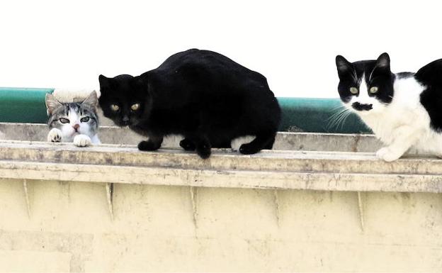 Los 2.500 gatos callejeros de Segovia ya tienen 25 cuidadores oficiales