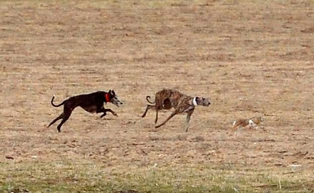 La galga Tarrita de Tarrito se suma a los dos galgos ya clasificados por Castilla y León en el Nacional 