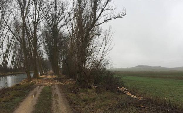 La CHD plantará 1.500 árboles autóctonos para reforestar un tramo del Canal de Castilla