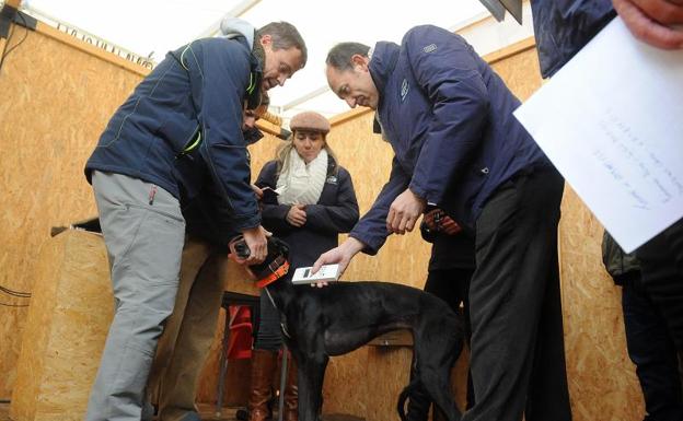 «Los galgos necesitan los mismos cuidados que los deportistas de élite»