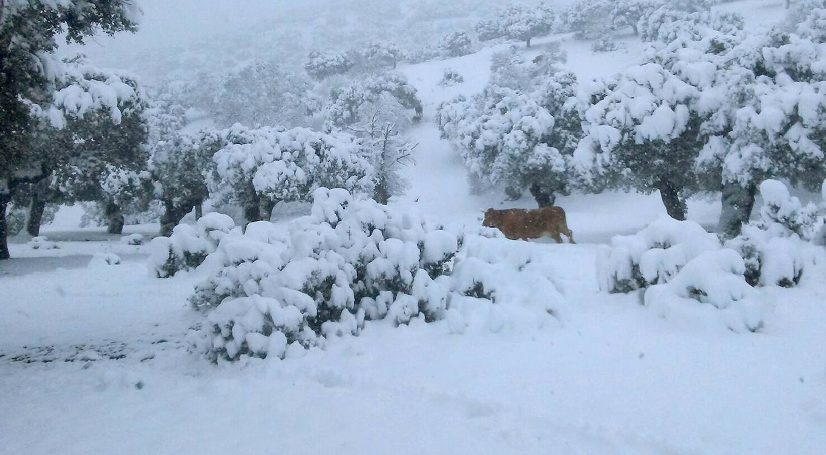 Las espectaculares imágenes que la nieve ha dejado en la comunidad