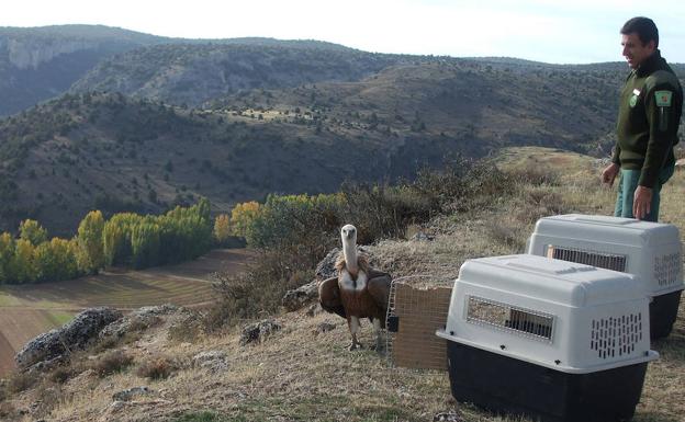 Crece la colonia de buitres leonados en las Hoces del Riaza