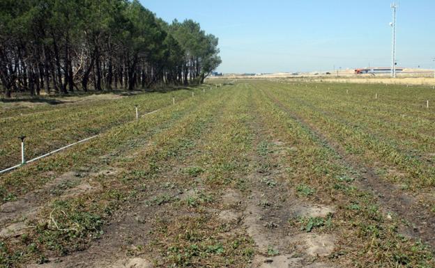 Autorizados 236.000 euros para infraestructura rural en la concentración parcelaria de La Veguecilla