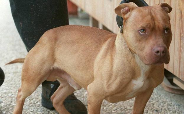 Un pitbull muerde a un bebé de 19 meses que paseaba junto a su familia por Madrid