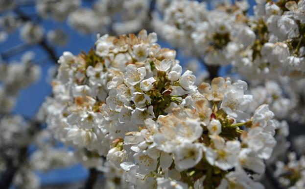 Burgos, cerezos en flor