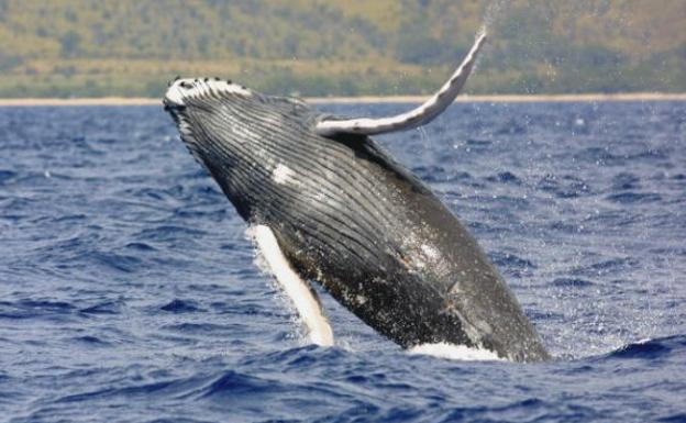 Las ballenas boreales son los «músicos de jazz» del océano